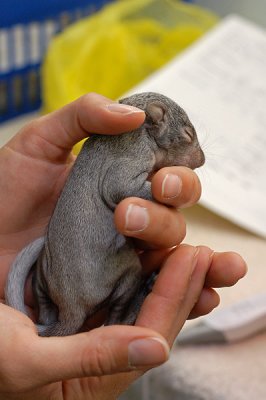 3 Week Old Baby Squirrel