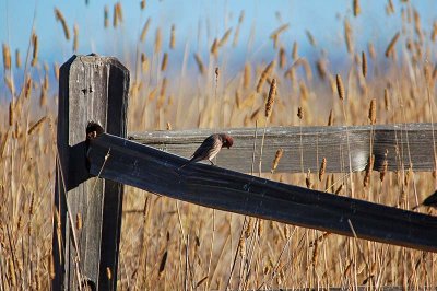 Purple Finch