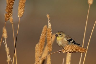 Lesser Goldfinch