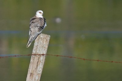Kite on a Post
