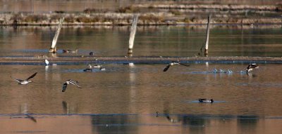Northern Pintails in Flight