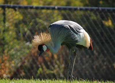 African Crowned Crane