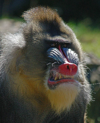 Mandrill