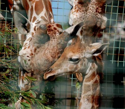 Baby Giraffe Getting a Cuddle