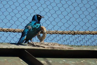 African Superb Starling