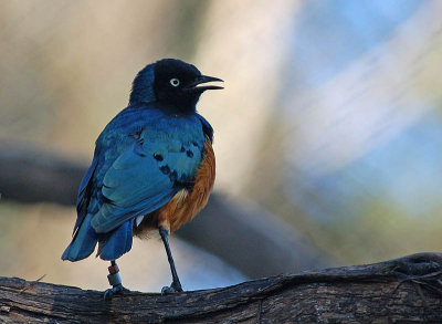 African Starling Chattering