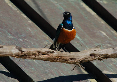 Superb Starling with Bright Breast