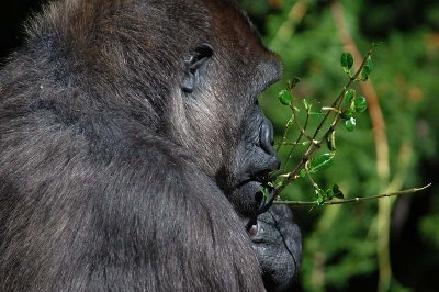 Gorilla Munching Lunch