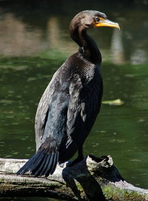 Closer View of Cormorant