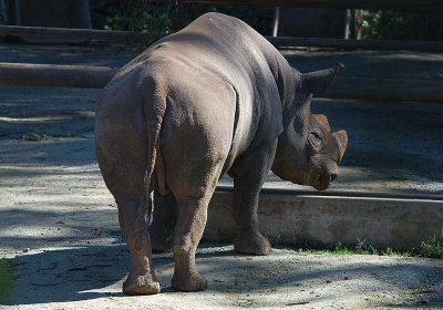 Black Rhino