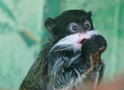 Tiny and Cute Emperor Tamarin Monkey