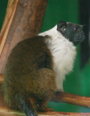 Pied Tamarin Monkey