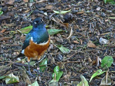 African Superb Starling