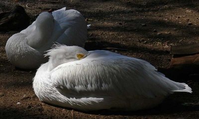 White Pelicans