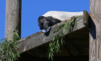 Chimp at Rest