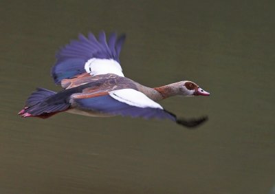 Egyptian goose