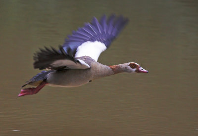 Egyptian goose