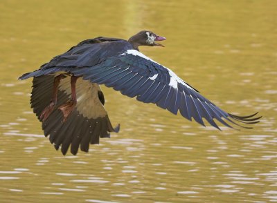 Spur-wing goose