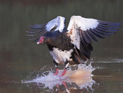 Spur-wing landing