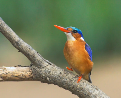 Malachite Kingfisher