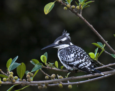 Pied Kingfisher