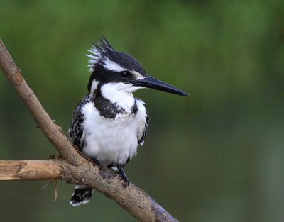 Pied Kingfisher