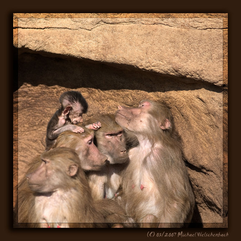 Baby Baboon with Clan