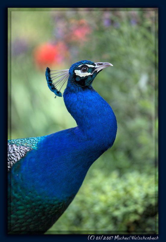 Peacock in the Garden of Schwetzingen Palace