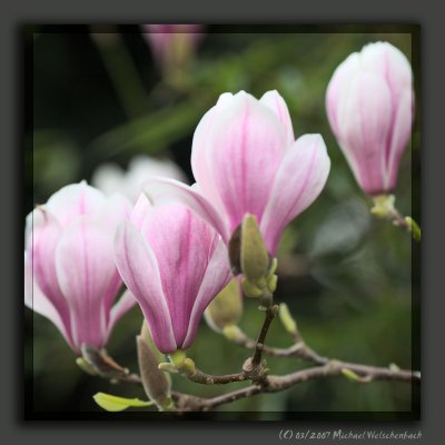 Magnolia