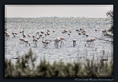 Flamingos of the Camargue