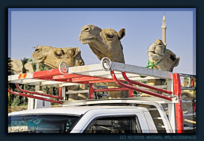 Camel Transport