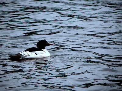 COMMON MERGANSER.JPG