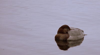 CANVASBACK AT REST.JPG