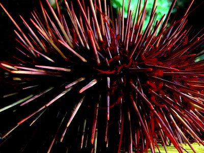 PORCUPINE OF THE SEA.JPG