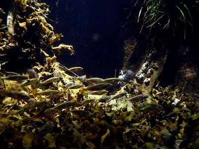 STICKLEBACK SCHOOL.JPG