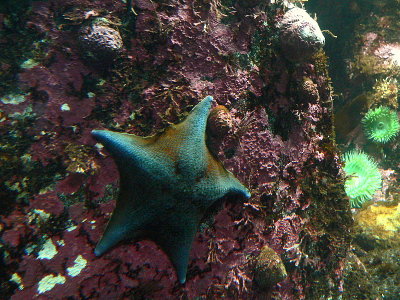 DEEP BLUE STAR.JPG