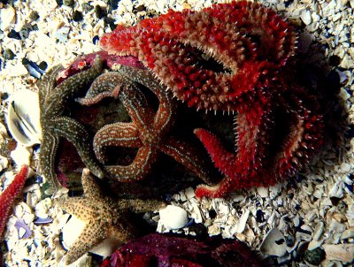 STARFISH SCRUM.JPG