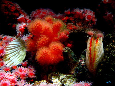 SCALLOP AND FRIENDS.JPG
