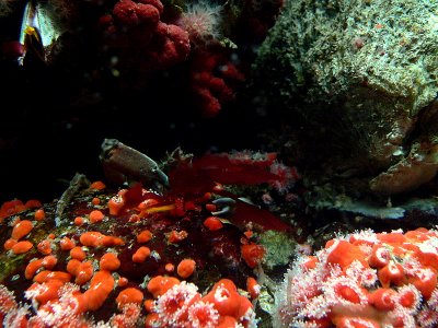 CRAB WAVING KELP.JPG