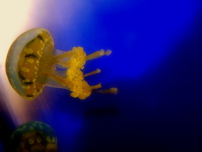 SPOTTED JELLY #11.JPG