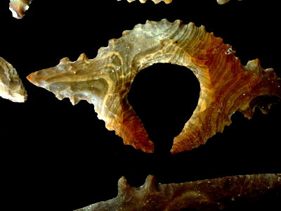 ARTIFACT-LOMANAI.JPG