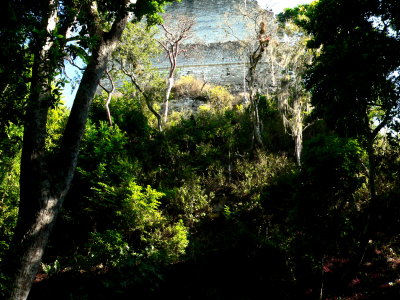 HIDDEN IN THE FOREST-TIKAL.JPG