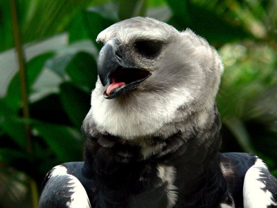 TONGUE.JPG