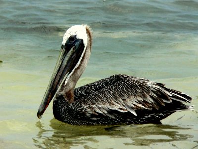 BROWN PELICAN.JPG