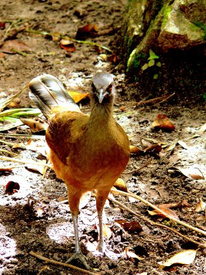 CHACHALACA.JPG