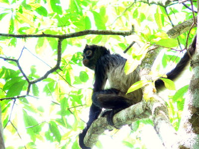 CENTRAL AMERICAN SPIDER MONKEY 26.JPG