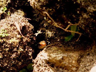 SPECKLED RACER IN LOMANAI RUINS.JPG