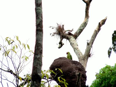 RED-LORED AMAZON  ON TERMITE NEST.JPG