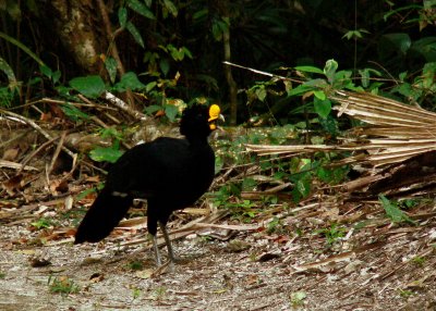 GREAT CURRASOW.JPG
