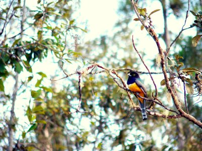 VIOLACEOUS TROGON.JPG